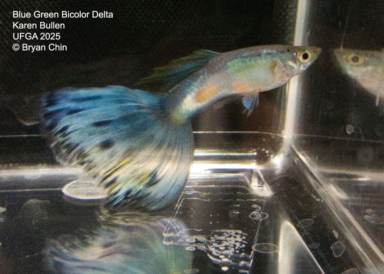 Guppy Blue Green Bicolor